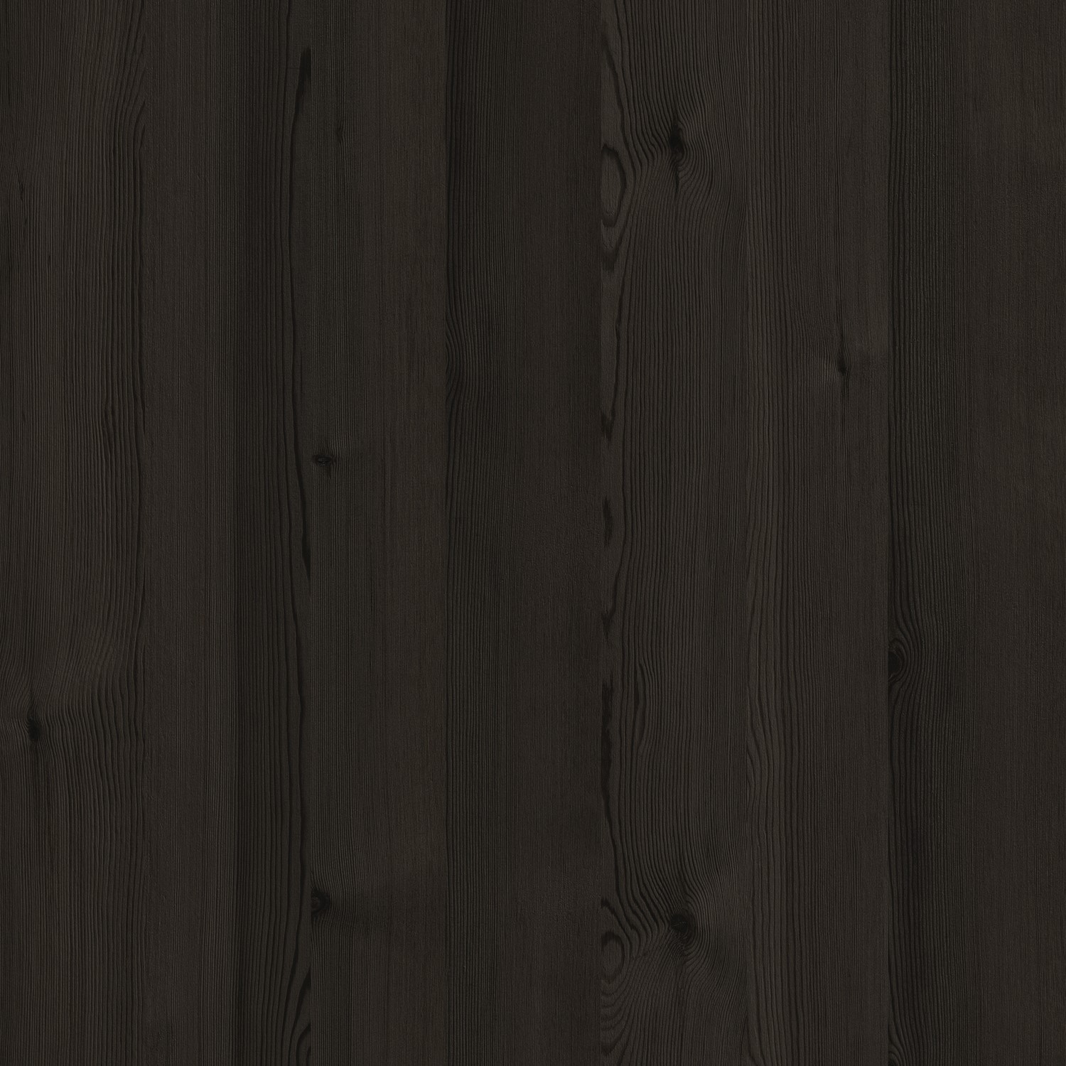 Boreas Pinie Aufrecht Nachbildung